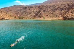 Snorkeling in Oman: il mare trasparente di Musandam è così limpido anche grazie al clima desertico e le scarse precipitazioni, e senza fiumi da grande portate le acque rimangono ...