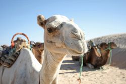 Sosta dei dromedari durante un tour per turisti a Douz, Tunisia - © Goran Jakus / Shutterstock.com