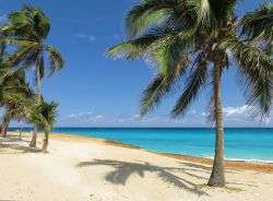 Spiaggia con palme a Varadero, il mare limpido di Cuba.