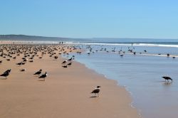 Spiaggia sull'Oceano Atlantico e gabbiani a Costa da Caparica, Portogallo. Sino agli inizi del Novecento questa località è stata niente più che un piccolo villaggio ...