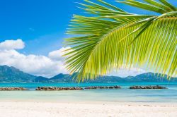 Spiaggia tropicale con palme sull'isola di Sainte Anne, Seychelles. L'isola prende il nome dalla data della sua scoperta, il giorno dedicato appunto a questa santa.
