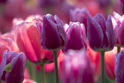 Splendidi esemplari di tulipani viola al castello di Pralormo (Piemonte). Foto Ludovico De Maistre.

