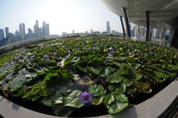 Stagno di ninfee a Marina Bay Sands. Questa piante acquatiche tipicamente radicanti e perenni hanno gemme dai colori più brillanti che si trovano sommerse o a filo dell'acqua e con ...