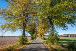 Strada alberata nella campagna di Linkoping durante l'autunno, Svezia.

