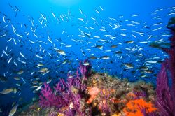 Tantissimi pesci durante una immersione nella Riserva Naturale di Scandola in Francia, corsica nord-occidentale