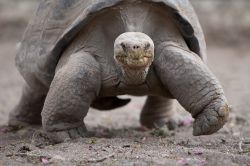 Una tartaruga gigante delle Galapagos. Il nome scientifico di questi grandi rettili è Chelonoidis niger. La lunghezza del suo carapace può raggiungere 1,8 metri e si pensa che ...
