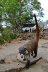 Tejón: nel sito archeologico del Tepozteco vive una simpatica colonia di tejones, conosciuti anche con il nome di Huatiz, il cui nome scientifico è Nasua Narica. Ormai abituati ...