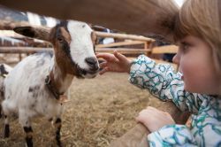 Timau, frazione di Paluzza: la Festa delle Capre