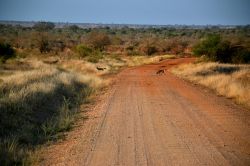 Tsavo Est, Kenya: due sciacalli si allontanano dalla pista che percorrono i fuoristrada durante il safari nel Parco Nazionale.