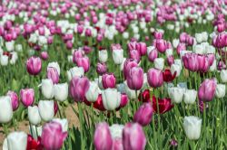 Tulipani Italiani la manifestazione di primavera ad Arese a nord di Milano (Lombardia).
