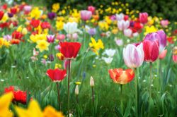 Tulipanomania al Parco Giardino Sigurtà di Valeggio sul Mincio: la fioritura dura circa 2 mesi