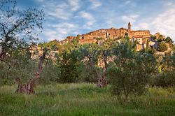 Uliveto nelle campagne della Maremma: sullo sfondo il borgo di Seggiano