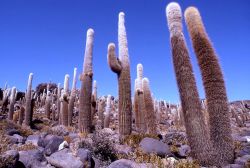 Un cactus tra i paesaggi desertici della Bolivia - Foto di Giulio Badini i Viaggi di Maurizio Levi 