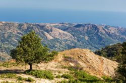 Un albero di Castagno sulle montagne intorno a Savelli, provincia di Crotone, Calabria. La località è famosa per la sua Sagra delle Castagne che si tiene ogni anno in autunno