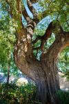 Un albero di palissandro a Kolossi a Cipro