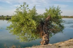 Un antico albero sulle sponde dell'Eufrate a Dura-Europos, Siria. Questo fiume, il più lungo dell'Asia occidentale, svolge un ruolo di fondamentale importanza per i territori ...