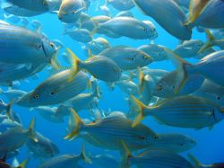 Un banco di pesci della specie Salema Porgy al largo di Port Cros, Costa Azzurra, Francia. Chiamato anche pesce dei sogni, questa sorta di orata, facilmente riconoscibile per le strisce che ...