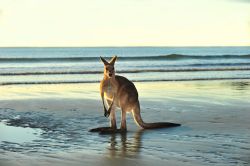 Un bell'esemplare di canguro grigio australiano fotografato sulla spiaggia a Cape Hillsborough, Mackay.


