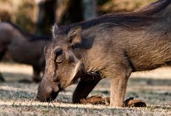 Un bell'esemplare di facocero in un parco dello Swaziland, Africa. Il Phacochoerus africanus è un mammifero della famiglia dei suidi che vive principalmente nelle boscaglie e nelle ...