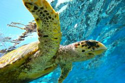Un bell'esemplare di tartaruga nuota nelle acque dell'Atlantico al largo dell'isola di Acklins, Bahamas.

