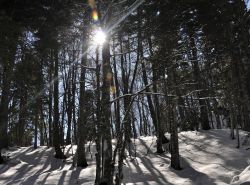 Un bosco vicino a Pescopennataro in inverno, Molise.