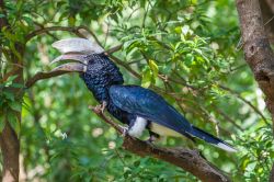 Un bucero guanceargentate alla riserva naturale del lago Manyara, Tanzania. E' caratterizzato da un becco vistoso dalla tipica forma a corno di bue.

