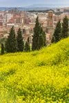 Un campo di fiori di colza nella campagna di Tudela, Spagna. Sullo sfondo, la cattedrale di Santa Maria. 
