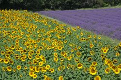 Un campo di girasoli e lavanda vicino a Valreas in Provenza