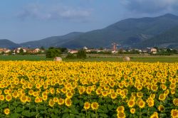 Un campo di girasoli in estate in Toscana, sullo sfondo Bientina di Pisa