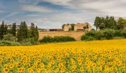 Un campo di girasoli nella campagna nei pressi di Porto Recanati, Marche. Sullo sfondo un antico cascinale.

