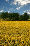 Un campo di girasoli nelle campagne di Zibello ...