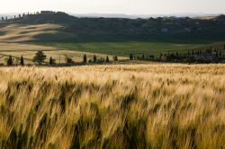 Un campo di grano dorato fotografato a Asciano, Toscana, all'imbrunire (Toscana) - © Paolo Trovo / Shutterstock.com