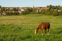 Un cavallo bruca l'erba a West Common a Lincoln, Inghilterra. Quest'area, che un tempo ospitava l'ippodromo cittadino, è stata dichiarata di fondamentale importanza per la ...