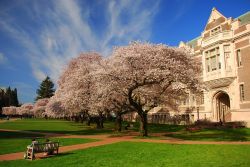Un ciliegio in fiore al campus dell'università di Washington a Seattle (USA).

