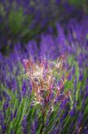 Un dettaglio di un campo di Lavanda a Valreas in Francia