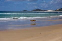 Un dingo su una spiaggia a Fraser Island, siamo nel Queensland in Australia