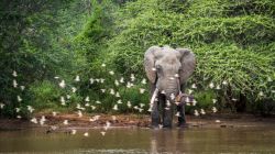 Un elefante nel Kruger National Park, Sudafrica.

