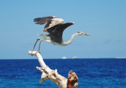 Un esemplare di airone cenerino spicca in volo da un ramo, spiaggia di Maafushi, Maldive.


