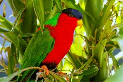 Un esemplare di Lori dal Collare (Phigys solitarius) a Viti Levu, Figi. Si tratta di un piccolo pappagallo dalla livrea multicolore endemico delle foreste costiere umide delle isole delle Figi.

 ...