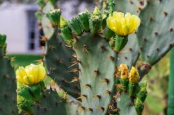 Un esemplare di Pear Cactus spinosa (Opuntia) con fiori gialli a Pembroke Pines, Florida.
