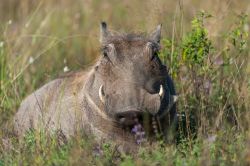 Un facocero (Phacochoerus africanus) nella provincia di Limpopo, Sudafrica.
