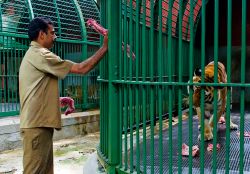 Un guardiano dello zoo di Trivandrum mentre passa un pezzo di carne a una tigre (India) - © Byelikova Oksana / Shutterstock.com 