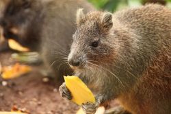 Un hutia cubano (Capromys pilorides) mangia un pezzo di mango a Guamà, nella Ciénaga de Zapata (Cuba).