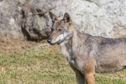 Un lupo Appenninico (Canis lupus) nel centro "Uomini e lupi" a Entracque, Alpi Marittime.