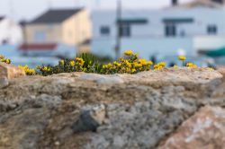 Un pittoresco angolo di Vinaros all'alba: fiori colorati fra le rocce (Spagna).

