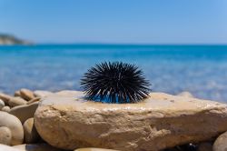 Chios è un'isola greca a forma di mezzaluna, accarezzata dalle acque limpide dell'Egeo nord-orientale, a poche miglia nautiche dalla Turchia. Famosa per le sue architetture medievali ...