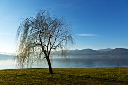 Un salice sul Lago Maggiore vicino a Ispra (Varese)