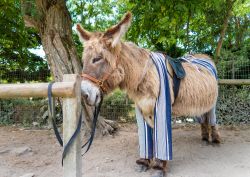 Un simpatico esemplare di Anes en Culotte nella città di Saint-Martin-de-Ré, isola di Ré, Francia. Sono il simbolo dell'isola e i pantaloni servono a proteggere ...