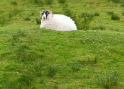 Abitante di Lewis and Harris, Scozia - Brughiere di torba, laghi e paesaggi naturali incontaminati: ecco il perfetto habitat per i tipici e simpatici abitanti di questo territorio scozzese © ...