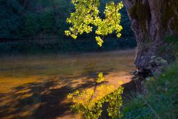 Un tratto del fiume Dordogne a Beaulieu, Francia, con le foglie di un albero riflesse nell'acqua.
